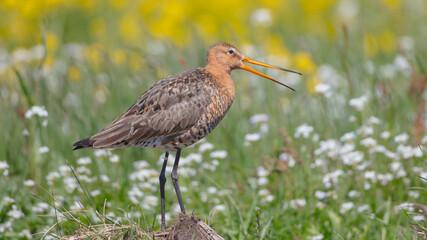The black-tailed godwit - adult bird at a wet fields in late spring