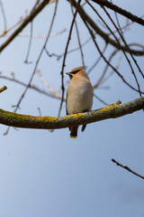 Waxwing (Bombycilla garrulus) perching on tree branch