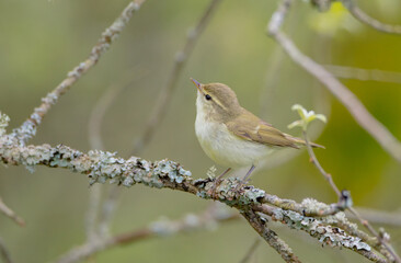 The greenish warbler - male bird in spring