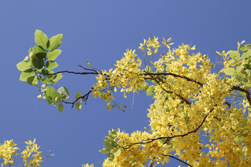 Small Yellow Flower or Cassia fistula flower