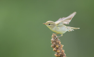 The greenish warbler - male bird in spring
