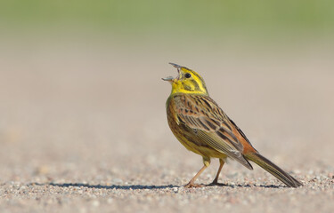 Yellowhammer  - male in summer