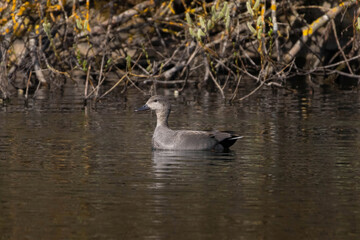  gadwall (mareca strepera) swimming