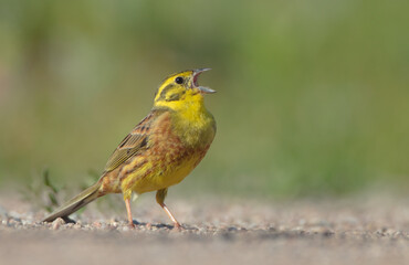 Yellowhammer  - male in summer
