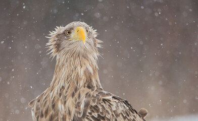The white-tailed eagle - adult male - in early spring at the wet forest during the snowstorm