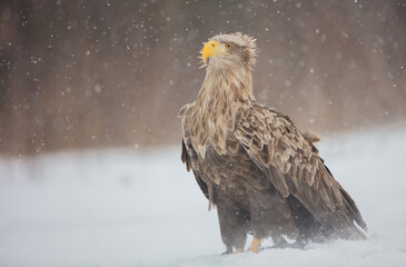 The white-tailed eagle - adult male - in early spring at the wet forest during the snowstorm
