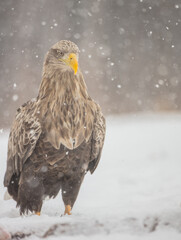 The white-tailed eagle - adult male - in early spring at the wet forest during the snowstorm