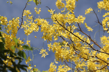 Small Yellow Flower or Cassia fistula flower