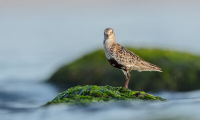 Dunlin - at a seashore on the autumn migration way