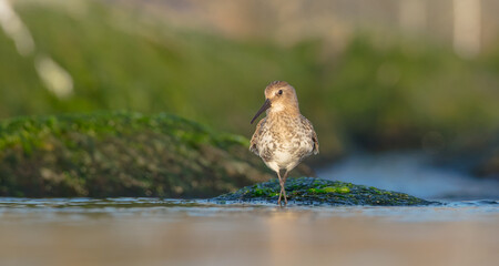 Dunlin - at a seashore on the autumn migration way