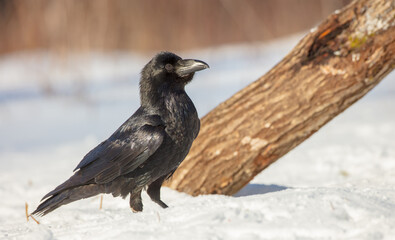 Common Raven - in winter at a wet forest