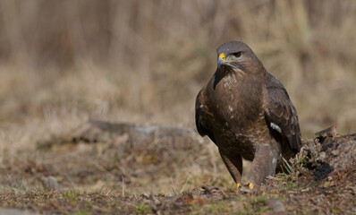 Common Buzzard in early spring at a wet forest