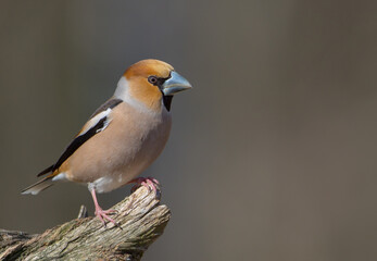 The hawfinch - male in spring at a wet forest