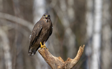 Common Buzzard in early spring at a wet forest