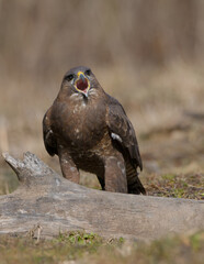 Common Buzzard in early spring at a wet forest