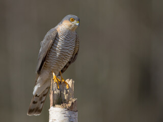 Eurasian Sparrowhawk - adult male at the wet forest in spring
