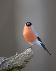 Eurasian Bullfinch - male at a wet forest in spring
