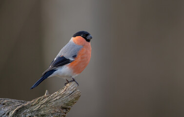 Eurasian Bullfinch - male at a wet forest in spring