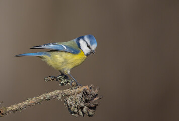 Eurasian Blue Tit - at a wet forest  in early spring