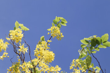 Small Yellow Flower or Cassia fistula flower