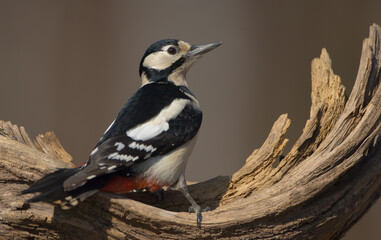 Obraz premium Great Spotted Woodpecker - female - in the wet forest in winter