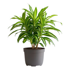 Fototapeta premium Indoor plant care dracaena in a modern home setting close-up view of foliage greenery