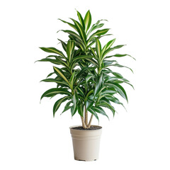 Fototapeta premium Decorative houseplant care tips for homeowners in indoor settings with natural light