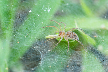 Lawn wolf spider eating its prey at the hive