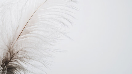 Obraz premium White feather on white background.