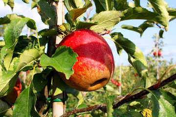 A peaceful view of apple trees where nature, color, and nourishment come together in harmony