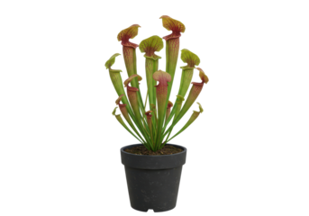 Pitcher plants in a pot