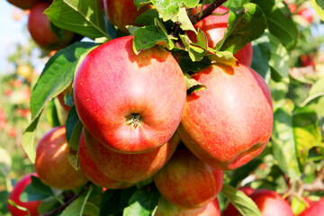 The orchard reveals its treasures through apples glowing softly against the background of green