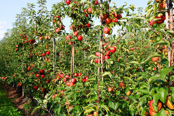 A timeless image of apples ripening in their natural home surrounded by leaves and fresh air