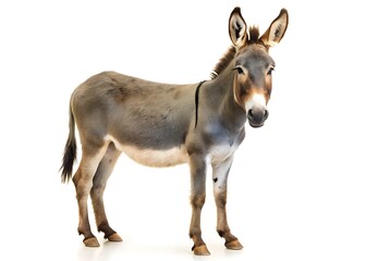 Donkey isolated on white background