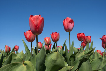 Red tulips stretches toward a blue sky, showcasing the Netherlands' bulb flower production for global export. Perfect for agricultural reports and spring travel campaigns.