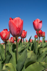Naklejka premium Red tulips stretches toward a blue sky, showcasing the Netherlands' iconic bulb flower production for global export. Perfect for agricultural reports and spring travel campaigns.