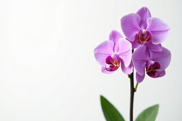 Fototapeta premium Purple Vanda species orchid on white background with delicate stems and leaves, stem, vanda