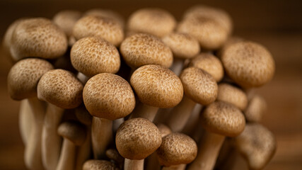 Brown Beech Shimeji Mushrooms Background