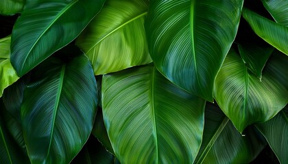 Vibrant tropical plants with large glossy leaves, overlapping to form a textured green background.