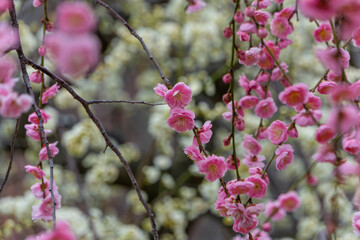 しだれ梅が彩る早春の風景