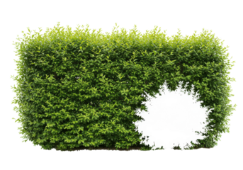 Green hedge with a gap