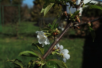 Apple blossom bathed in warm sunshine against a soft yellow background, showcasing delicate petals and vibrant spring colors. A serene nature close-up.
