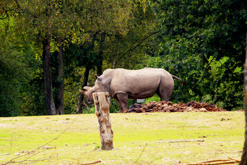 Face to Face with the Rhino