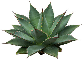 Close-up agave plant