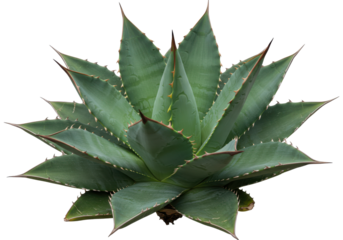 Close-up agave plant