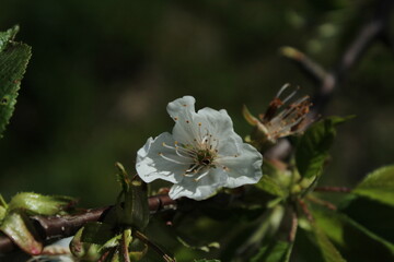 Apple blossom bathed in warm sunshine against a soft yellow background, showcasing delicate petals and vibrant spring colors. A serene nature close-up.

