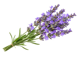 Naklejka premium Fresh lavender bunch