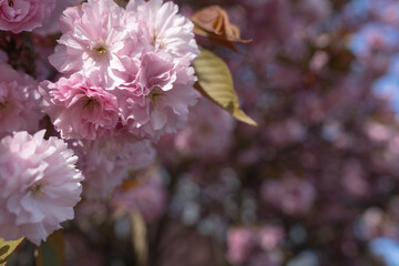 Pink cherry blossoms with artistically blurred background petals, ideal for high-end packaging designs and cosmetic branding.