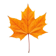 Fototapeta premium A single, vibrant amber maple leaf, a symbol of autumn's beauty and the quiet grace of nature's transition, perfectly isolated against a stark white background.