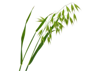 Naklejka premium Close-up of a grass plant